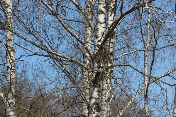 Skogsutsikt Naturbegrepp — Stockfoto