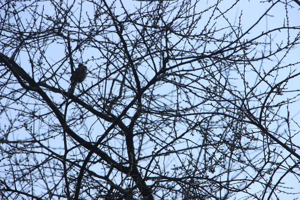 Belle Vue Sur Les Arbres Contre Ciel — Photo