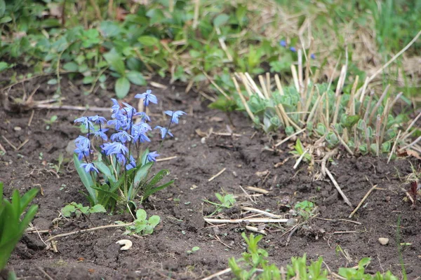 Çiçek tarlası güzel manzara 