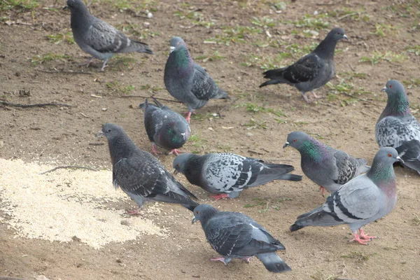 Hungrige Tauben Fressen Hirse Vom Boden Auf Der Straße — Stockfoto