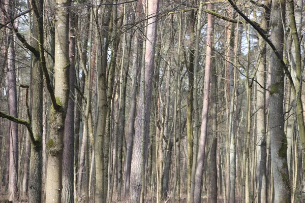 Orman manzarası, doğa kavramı 