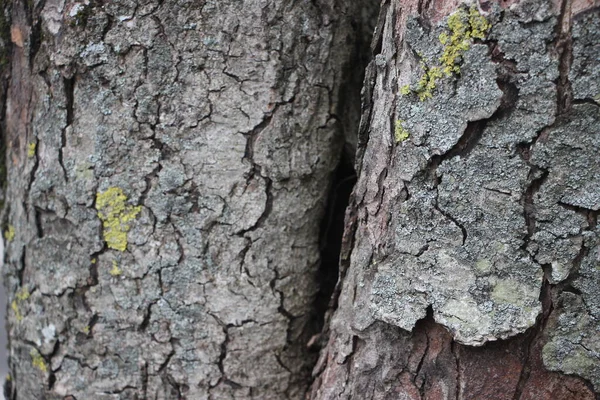Árvore Textura Fundo Close — Fotografia de Stock