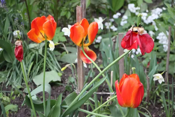 Lale çiçeği yakın görünüm 