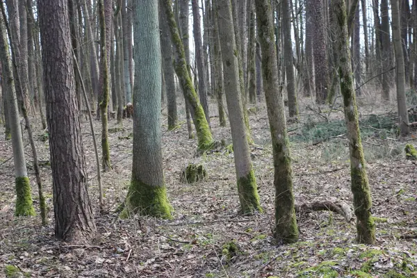 Orman manzarası, doğa kavramı 