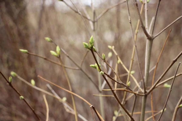 Jeunes Plantes Aux Branches Arbres Nouveau Concept Vie — Photo