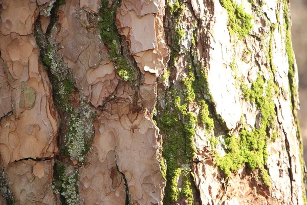 Grünes Moos Auf Einer Baumrinde Natürliche Moosstruktur Hintergrund — Stockfoto