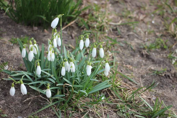 Kar damlası bahar çiçekleri. İlkbahar sembollerinden biri olan narin kar damlası bize kışın gittiğini ve baharın geldiğini söylüyor..