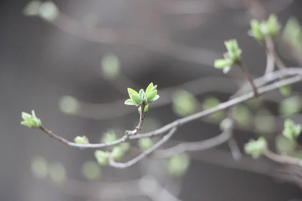 Ağaç Dallarındaki Genç Bitkiler Yeni Yaşam Konsepti — Stok fotoğraf