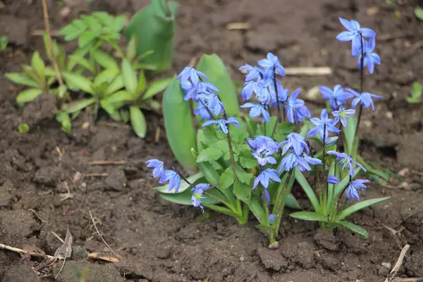 Çiçek tarlası güzel manzara 