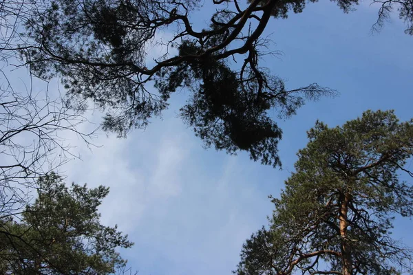 Waldblick Naturkonzept — Stockfoto