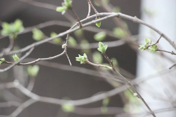 Young Plants Tree Branches New Life Concept — Stock Photo, Image