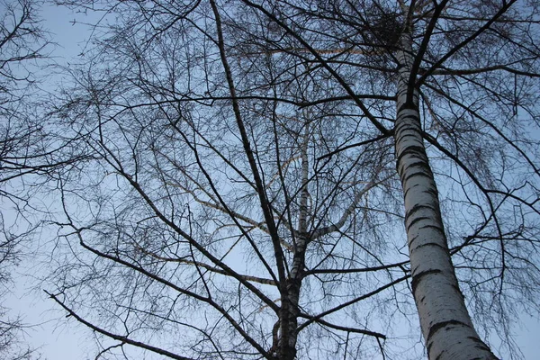 Vacker Utsikt Över Träden Mot Himlen — Stockfoto