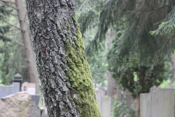 Gammal Kyrkogårdsutsikt Liv Och Död Koncept — Stockfoto