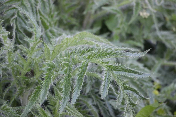 Çimenlerde yetişen yeşil bitkilerin yakın plan çekimi, doğa arka planı