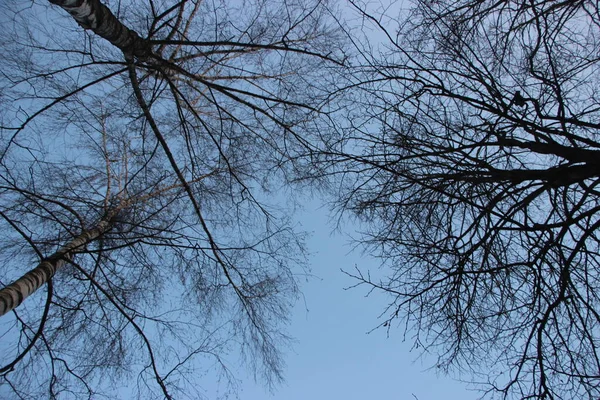 Concetto Natura Vista Sugli Alberi — Foto Stock