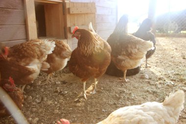 Bahçedeki çiftlik tavukları. Seçici odaklanma. Antibiyotiksiz ve hormonsuz tarım, doğal tarım kavramı