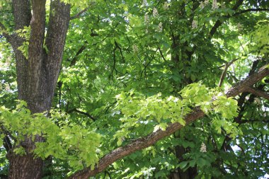 Ağaç dalları görünümü, doğa kavramı 