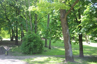 Ağaç dalları görünümü, doğa kavramı 