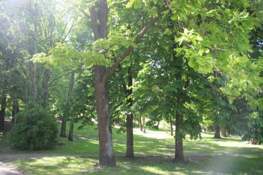 Ağaç dalları görünümü, doğa kavramı 