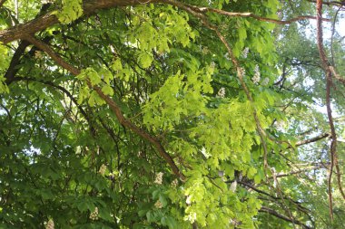 Ağaç dalları görünümü, doğa kavramı 