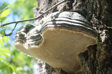 Ağaç mantarı yakın plan görüntüsü