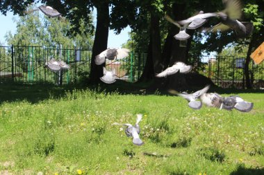 birçok güvercin açık hava görüntüsü