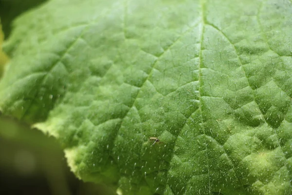 Green Leaves Flora Foliage — Stock Photo, Image