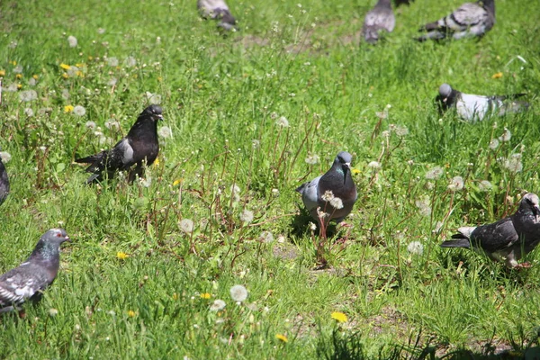 Muchas Palomas Vista Aire Libre —  Fotos de Stock