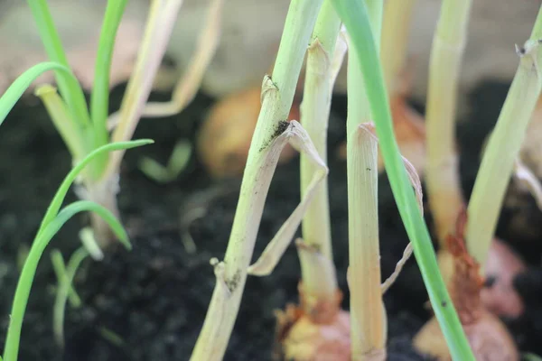 Oignons Verts Croissance Vue Rapprochée — Photo