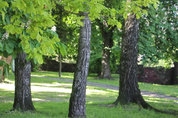 Ağaç Dalları Görünümü Doğa Kavramı — Stok fotoğraf