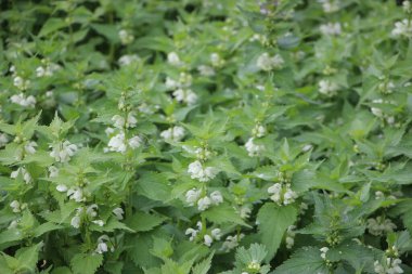 Çiçek tarlası güzel manzara 