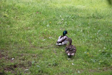 Vahşi ördekler açık havayı görür 