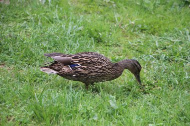Vahşi ördek manzarası 