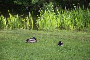 Vahşi ördekler açık havayı görür 