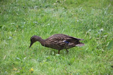 Vahşi ördek manzarası 