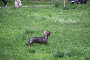 Dachshund köpeği dışarıda oynuyor.