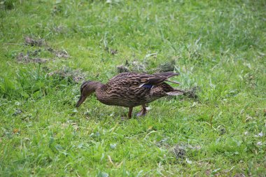 Vahşi ördek manzarası 