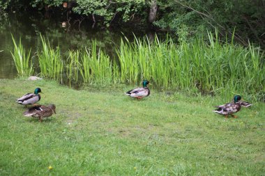 Vahşi ördekler açık havayı görür 