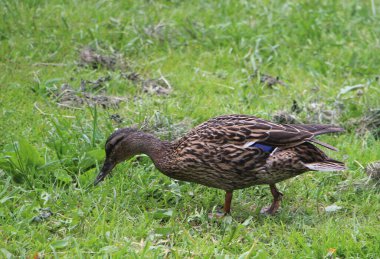Vahşi ördek manzarası 