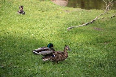 Vahşi ördekler açık havayı görür 