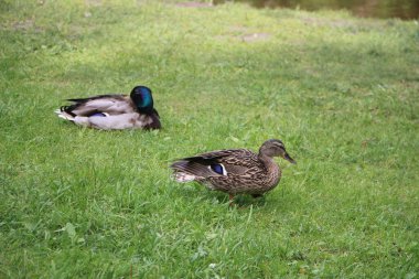Vahşi ördekler açık havayı görür 