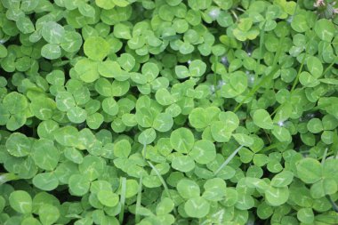 Yeşil yonca yaprakları arka plan