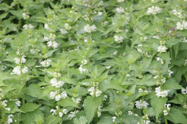 Çiçek tarlası güzel manzara 