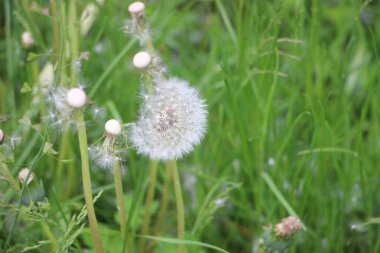 Karahindiba yakın görünüm 