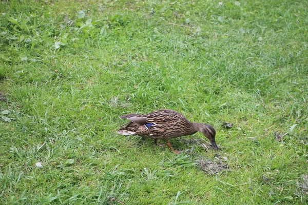 Wildenten Blick Ins Freie — Stockfoto