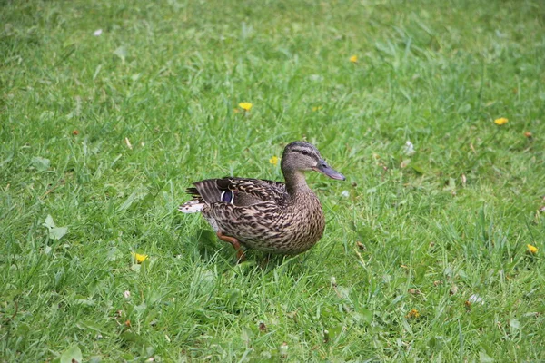 Wild Duck View Outdoors — Stock Photo, Image