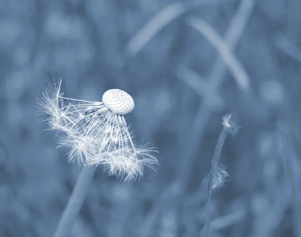 Dandelion Close View — Stock Photo, Image