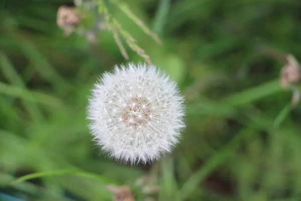 Löwenzahn Aus Nächster Nähe — Stockfoto