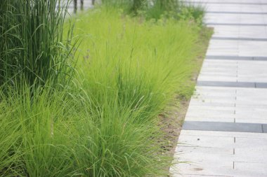 Çiçek tarlası güzel manzara 