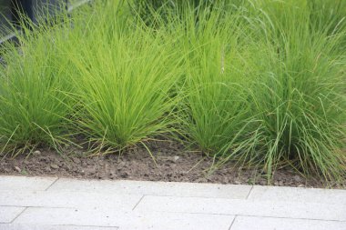 Çiçek tarlası güzel manzara 